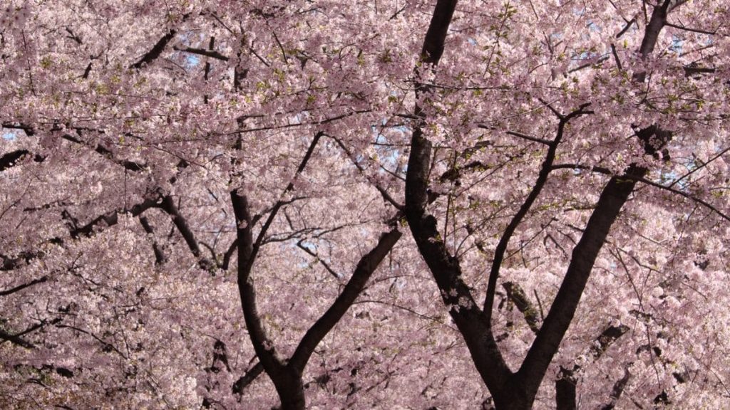 cherry blossoms tree.