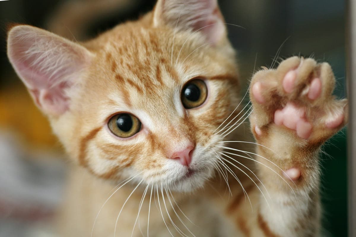 Kitten with his paw raised.