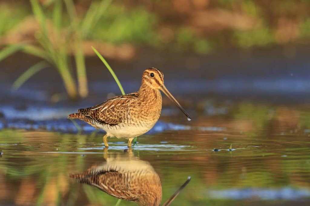Snipe in all its glory, knee-deep in water.