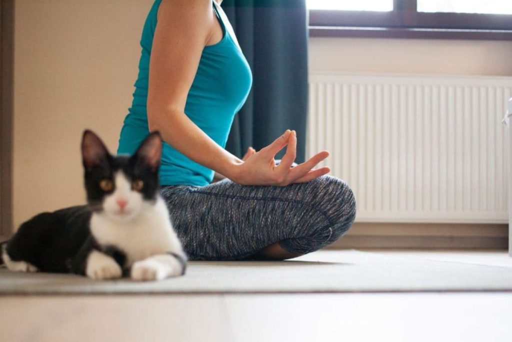 doing yoga with a cat.